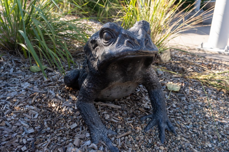 A larger than life bronze replica of a toad in the mulch and grasses