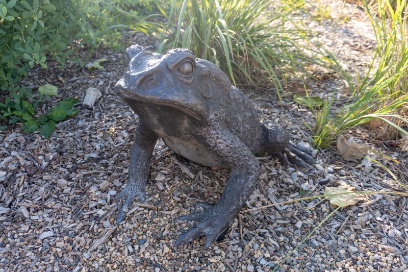 A bronze replica of a toad in mulch and basking in sunlight