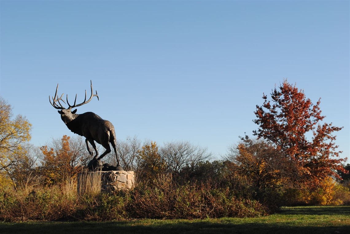 Mountain Monarch, the Elk statue at Pioneers Park, surrounded by fall foliage