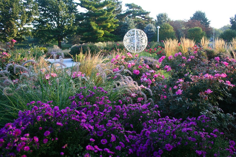 A sphere rises from behind a rose bush in full bloom
