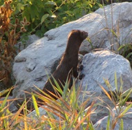A mink peers over the top of a rock, framed with grass and foliage.