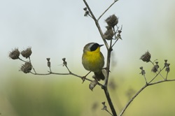 A common Yellowthroat perches on a dried velvet leaf plant, framed by the branches and spent seedpods.