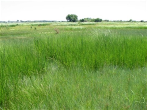 Green prairie grasses stretch towards the horizon dotted with trees in the distance.