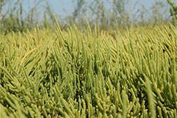 In late spring the the leafless jointed branches of the Saltwort plant are a bright yellow green.