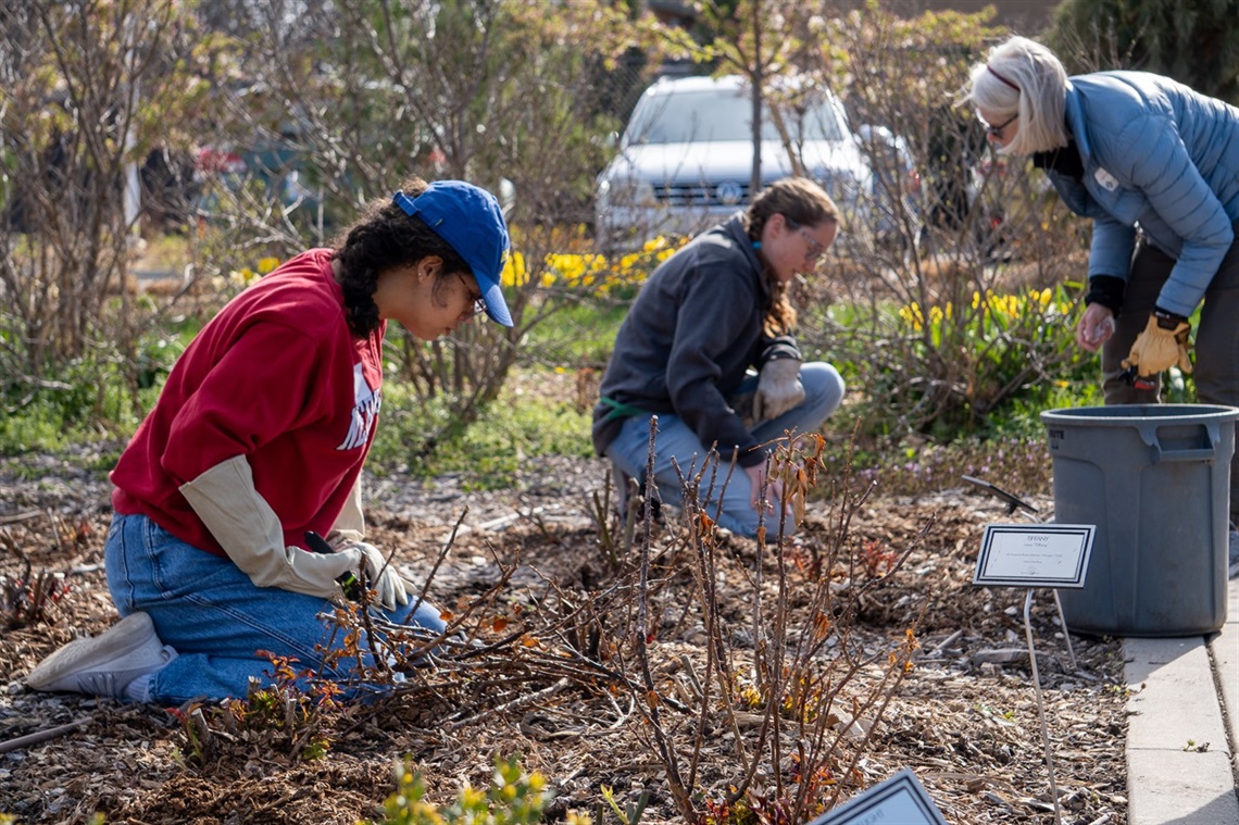 Two volunteers kneeling and cleaning up rose plants, one person bent over supervising volunteers.