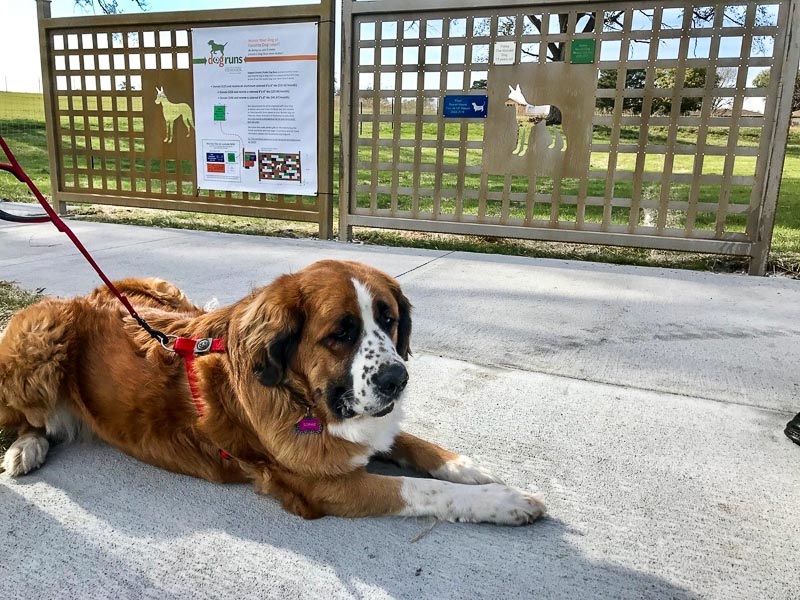 A copper St. Bernard with a white and black spotted nose, lays down and relaxes in front of the dog themed Roper East Fence. The Fence has a Dog Runs poster.