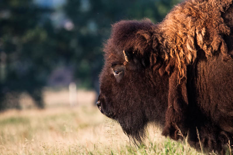 A profile of a bison's face. 